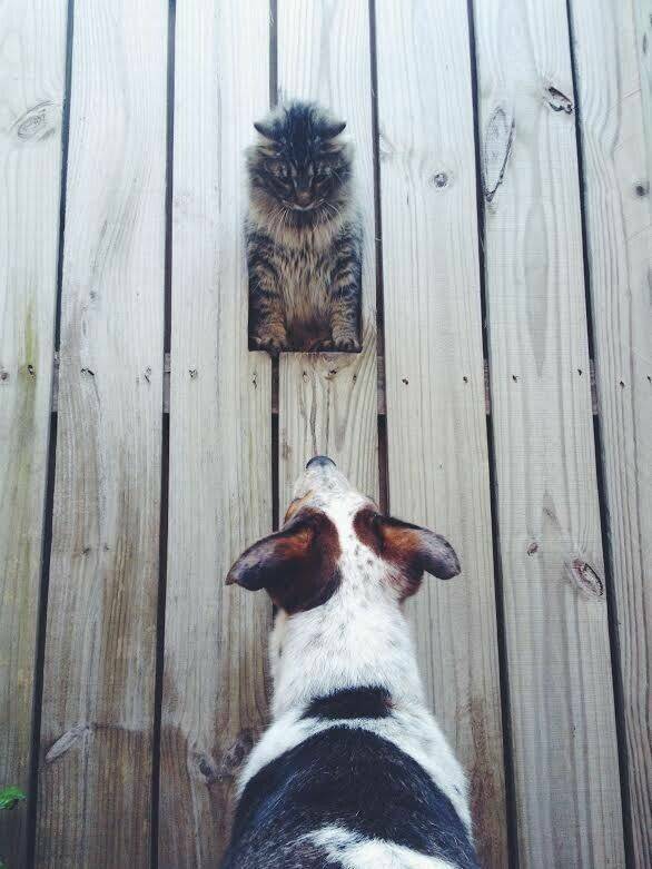 https://hfr-rehost.aurait.eu/https://img.izismile.com/img/img15/20230624/640/daily_picdump_4384_640_high_13.jpg